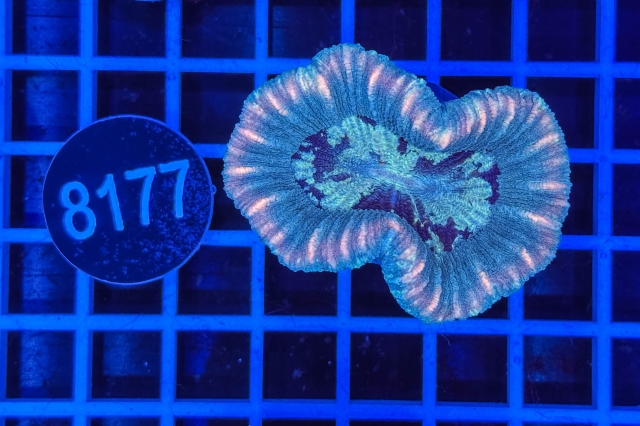 Trachyphyllia geoffroyi - 8177_22