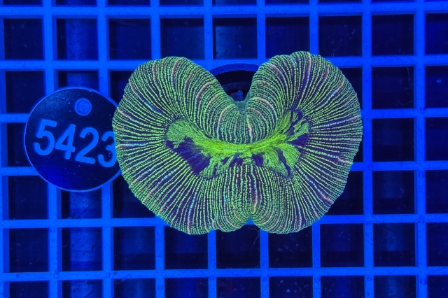 Trachyphyllia geoffroyi - 5423_22