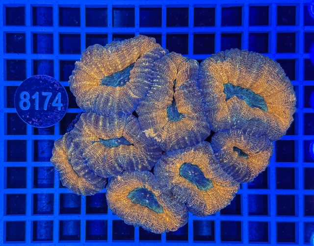 Lobophyllia sp. - 8174_22