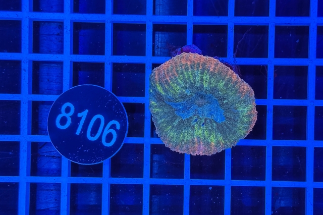 Lobophyllia sp. - 8106_22