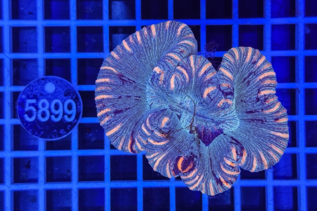 Trachyphyllia geoffroyi - 5899_23