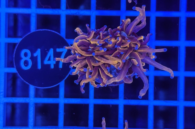 Euphyllia glabrescens - 8147_23