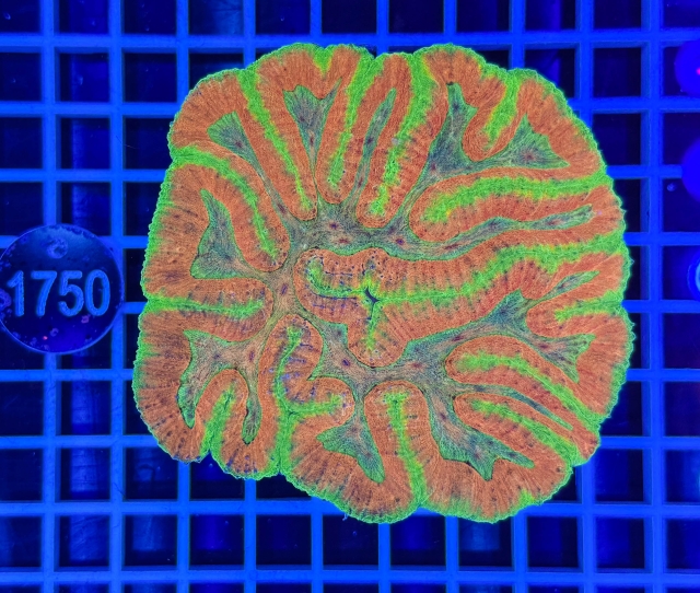 Symphyllia sp. - 1750_23