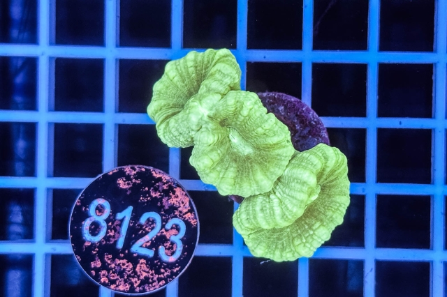 Caulastrea - 8123_22