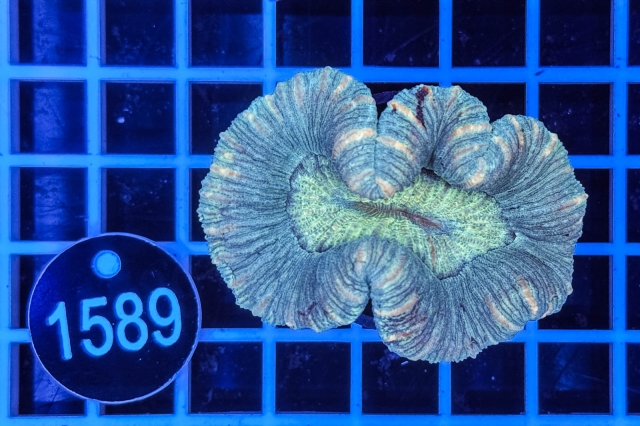 Trachyphyllia geoffroyi