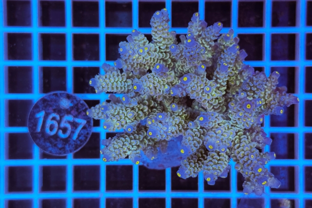 Acropora Indo Maricultured - 1657_22