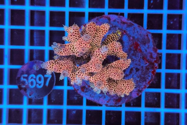 Acropora Indo Maricultured - 5697_22