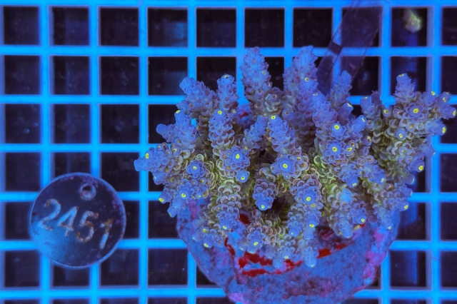 Acropora Indo Maricultured - 2451_22