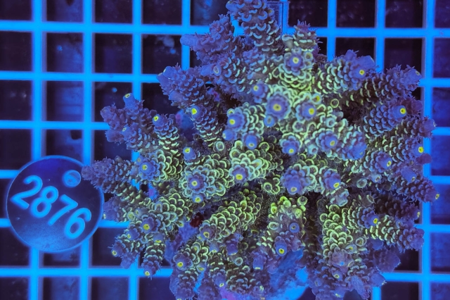 Acropora Indo Maricultured - 2876_22