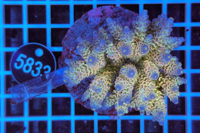 Acropora Indo Maricultured - 5833_22