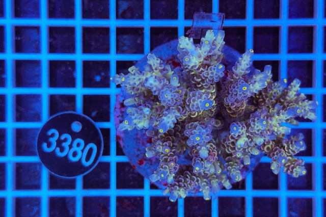 Acropora Indo Maricultured - 3380_22