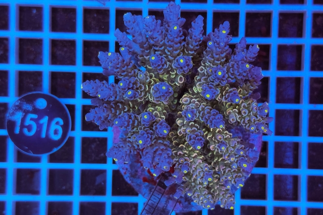 Acropora Indo Maricultured