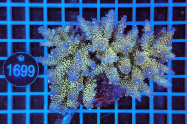 Acropora Indo Maricultured