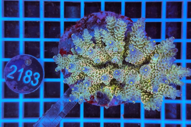 Acropora Indo Maricultured - 2183_22