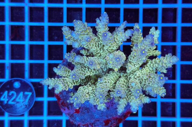 Acropora Indo Maricultured - 4247_22