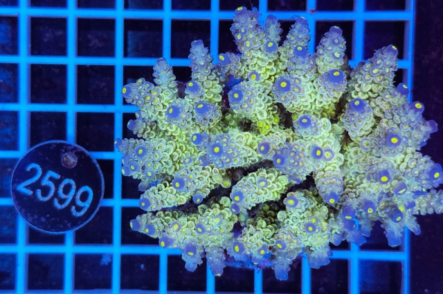 Acropora Indo Maricultured - 2599_22