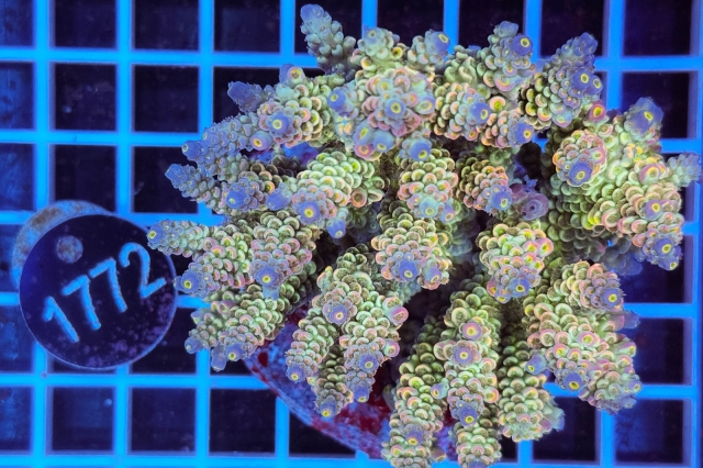 Acropora Indo Maricultured