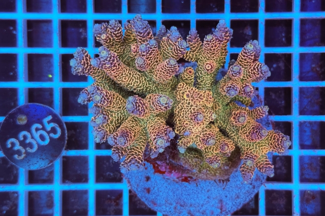 Acropora Indo Maricultured - 3365_22