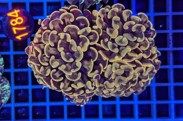 Euphyllia paraancora - 1784_22