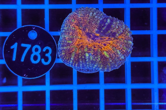 Lobophyllia
