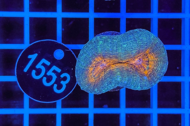 Lobophyllia
