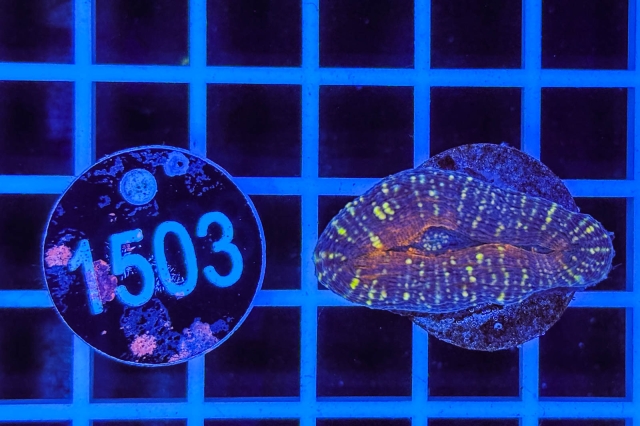 Lobophyllia