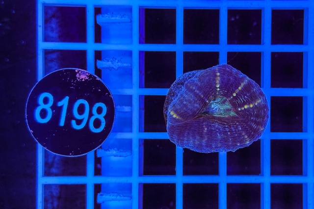 Lobophyllia