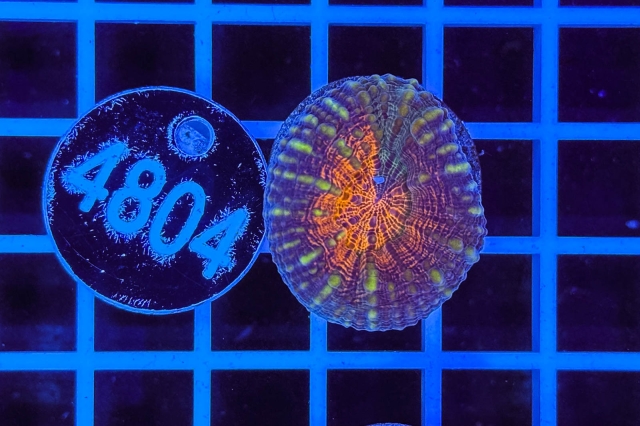 Lobophyllia