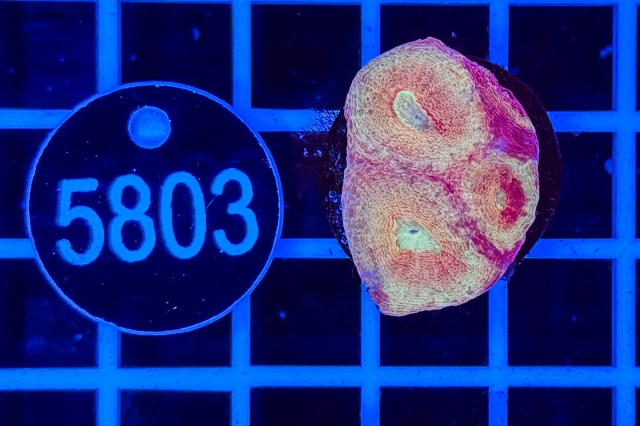 Goniastrea