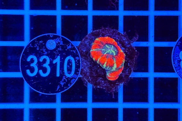 Acanthastrea lordhowensis