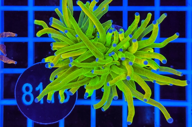 Euphyllia glabrescens Holy Grail - 8118_23