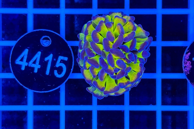 Euphyllia paraancora - 4415_23