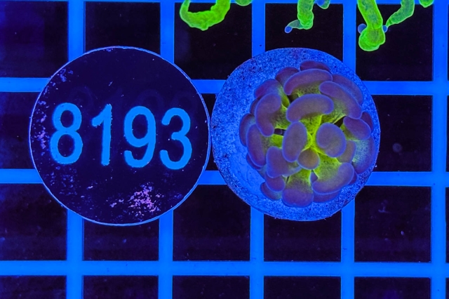 Euphyllia paraancora - 8193_23