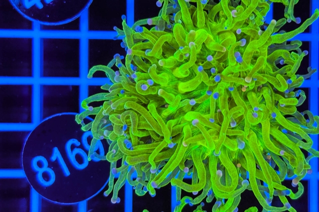 Euphyllia glabrescens