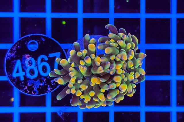 Euphyllia paraancora
