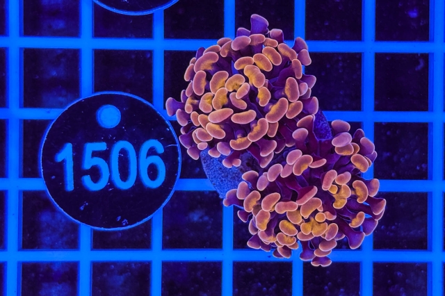 Euphyllia paraancora