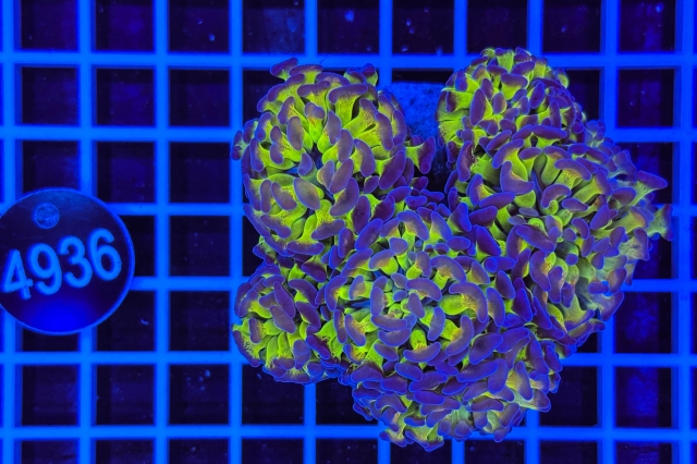 Euphyllia paraancora