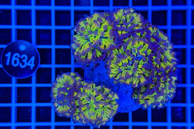 Euphyllia paraancora