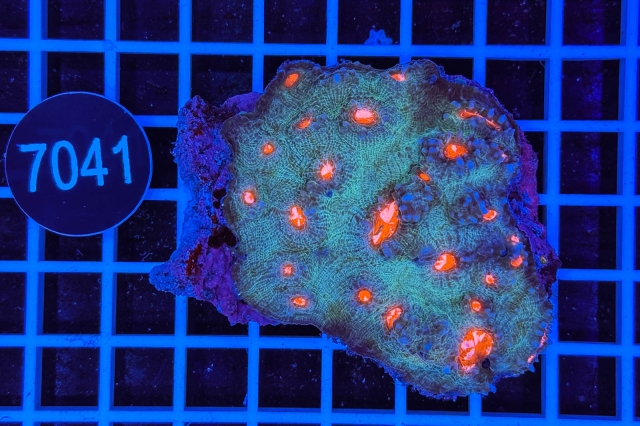 Echinophyllia sp. - 7041_20