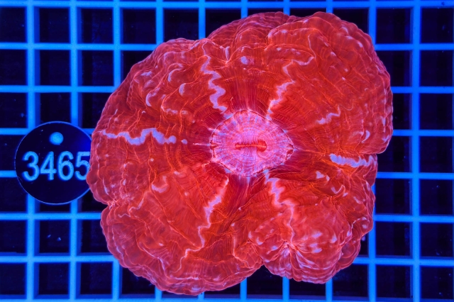 Cynarina lacrymalis - 3465_20