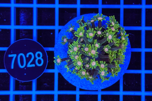 Alveopora  - 7028_20