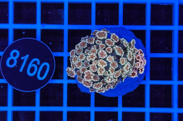 Alveopora  - 8160_20