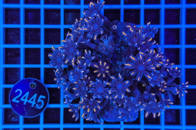 Clavularia - 2445_20