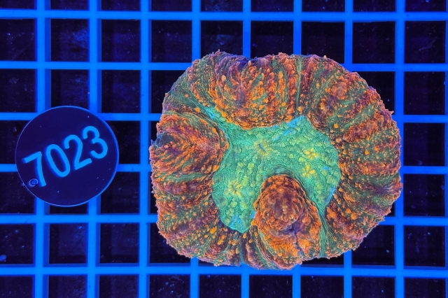 Symphyllia sp.