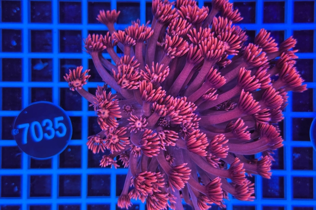 Goniopora