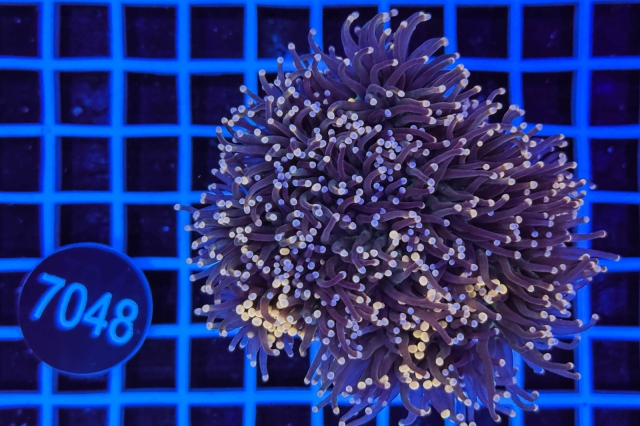 Euphyllia glabrescens