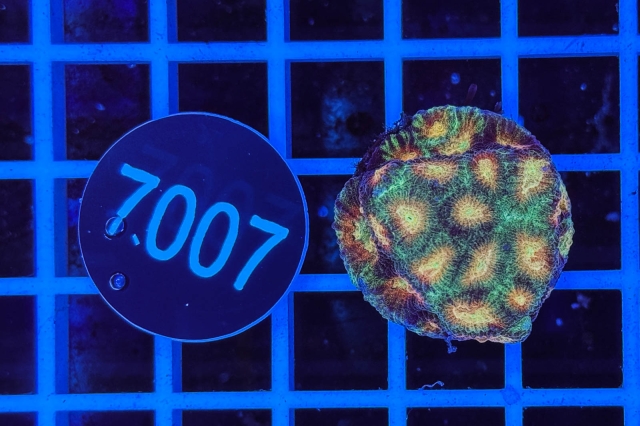 Favia - 7007_20