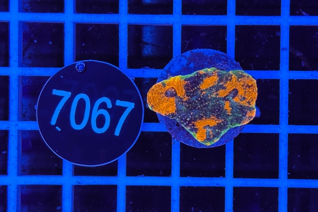 Acanthastrea echinata