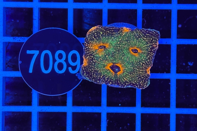 Acanthastrea echinata - 7089_20