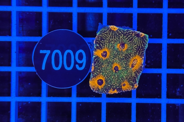 Acanthastrea echinata
